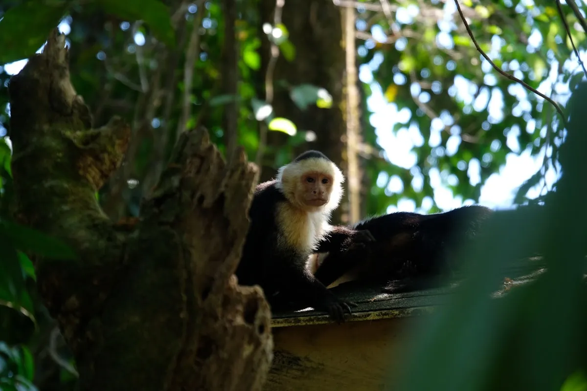 Manuel Antonio